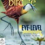 African Birdlife. July/August 2025. Cover Image