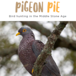 Pigeon Pie, Birdlife June 2026