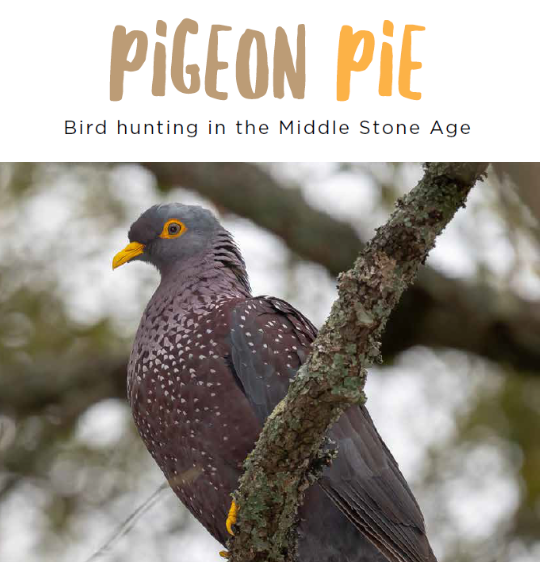 Pigeon Pie, Birdlife June 2026