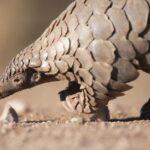 Pangolin