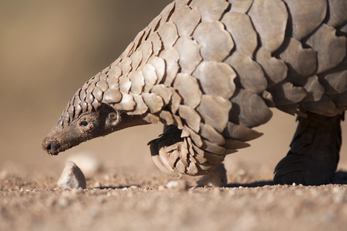 Pangolin